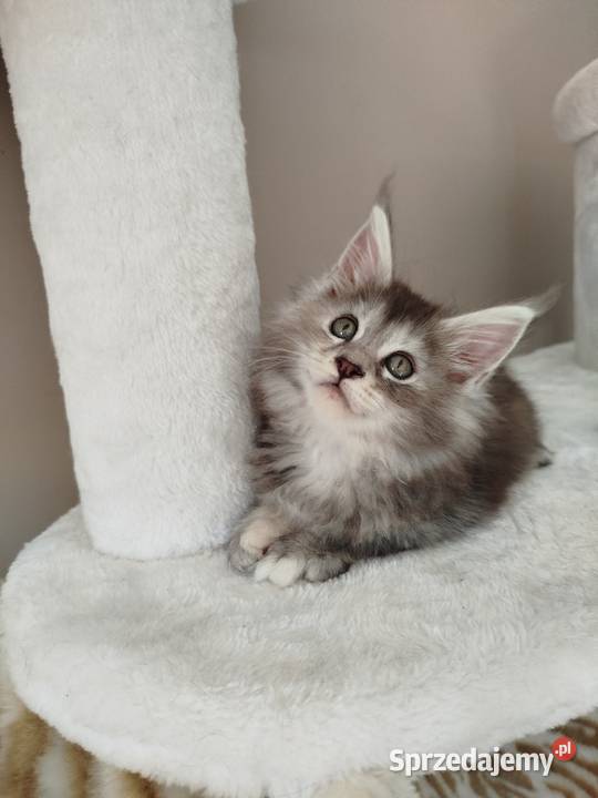 Jasmine kotka Maine Coon Szembruk