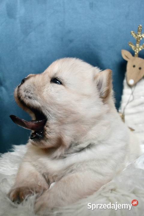 Chow chow FCI ZKwP Zwierzęta Gubin