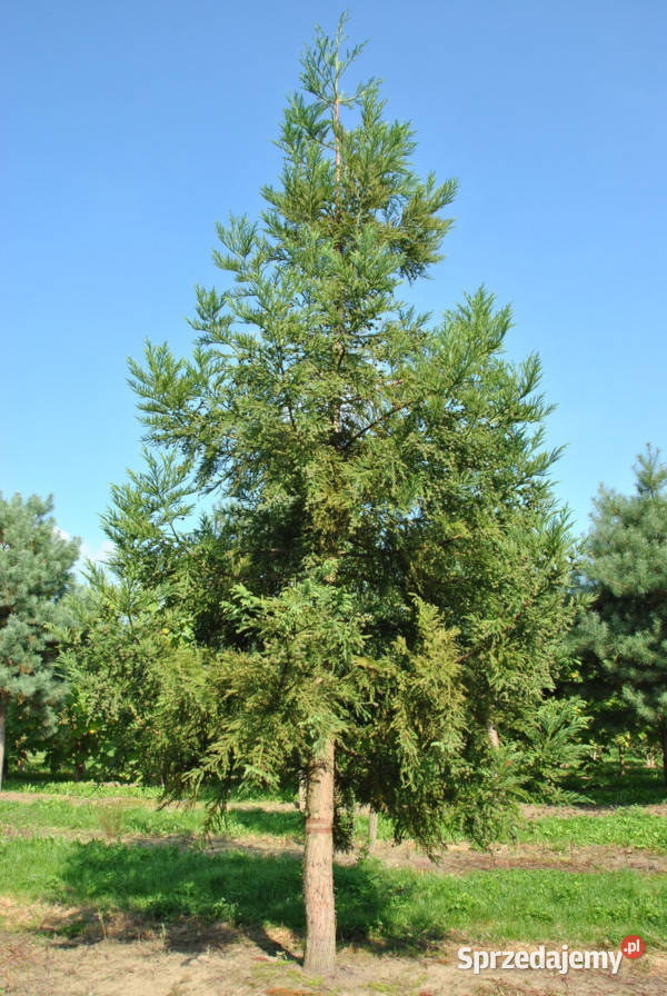 KRYPTOMERIA JAPOŃSKA Cryptomeria japonica Lubanie sprzedam