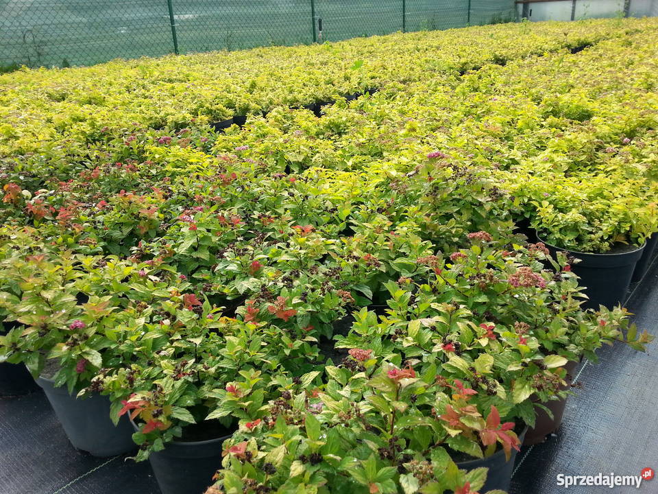 tTUJA SZMARAGD THUJA SMARAGD ŻYWOTNIK ZACHODNI mazowieckie Ossolin sprzedam