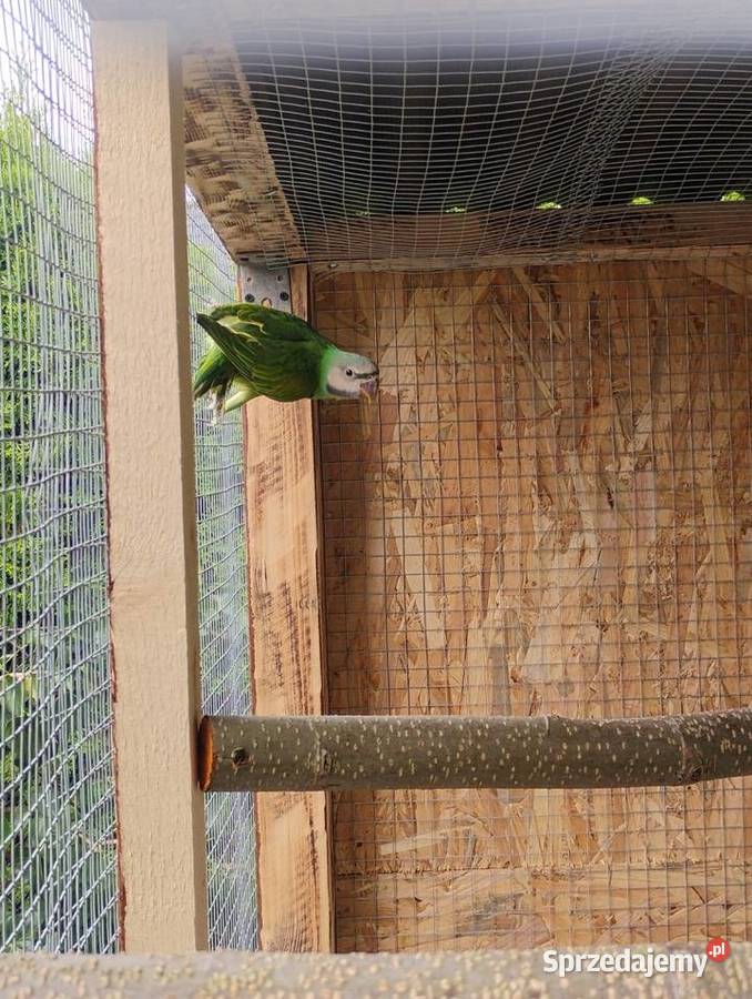 Aleksandretta rozowopiersna Pszów