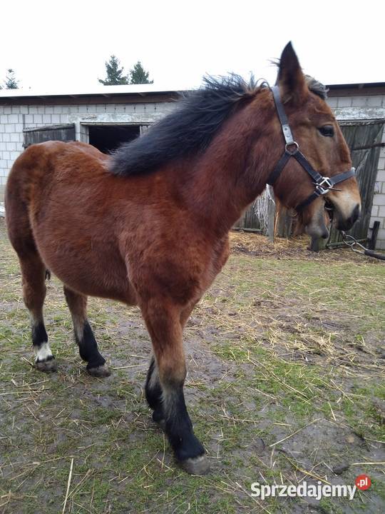 Źróbki roczne Niewirków