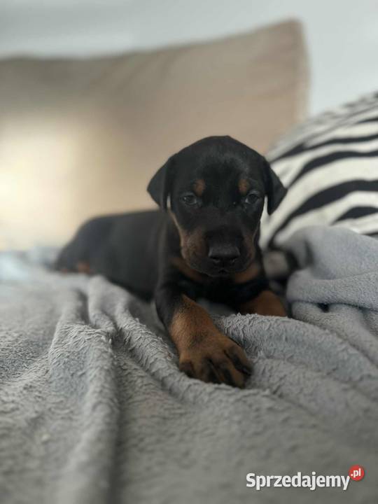 Szczeniaki Doberman