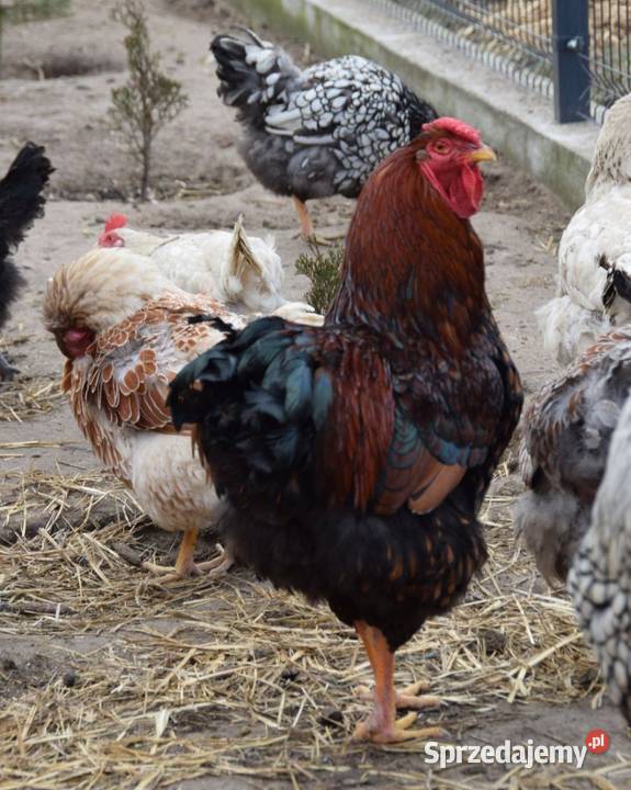 Jaja lęgowe kur wyandotte Łochów