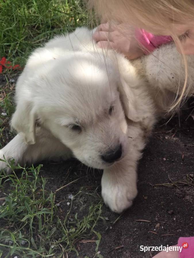 Golden Retriever łódzkie Łódź