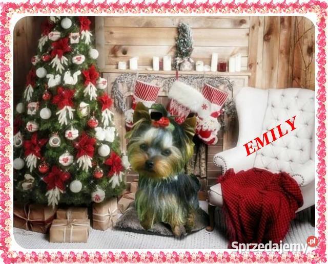 YorkYorkshire TerrierElitarne MINI Cudeńko mazowieckie