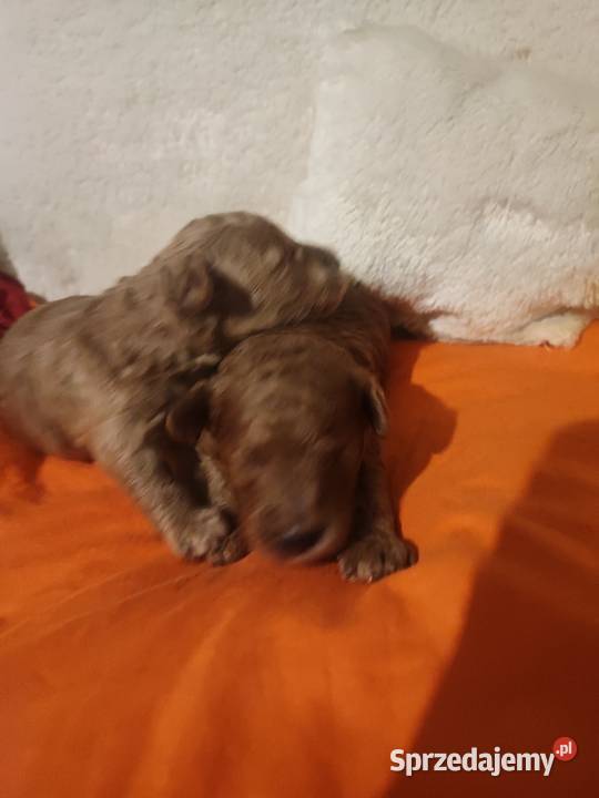 Pudelki toy miniatura szczenięta koniec grudnia Bolesławiec