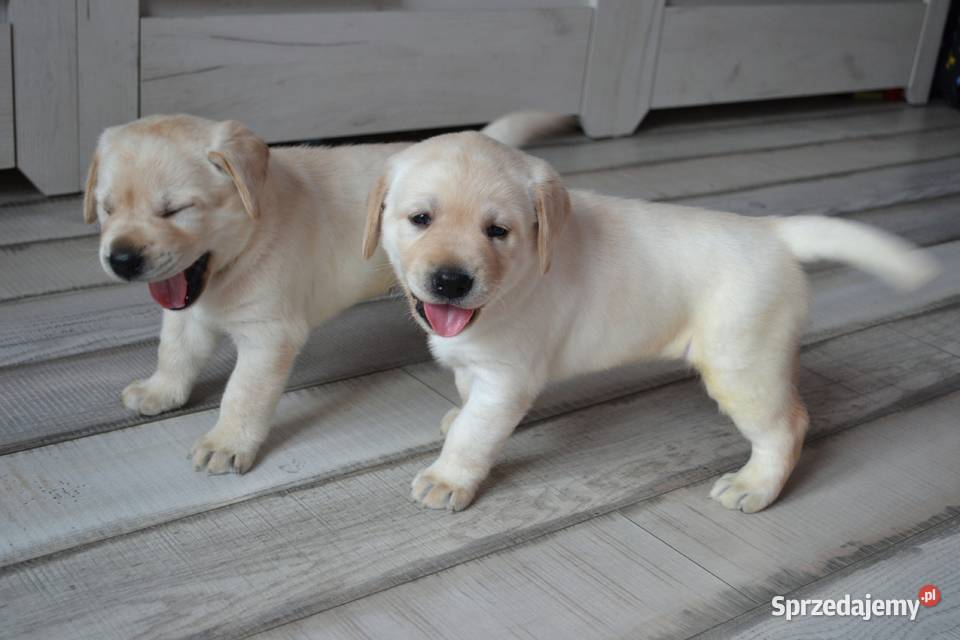Szczeniaki Labrador Retriever biszkoptowe Żelechlinek