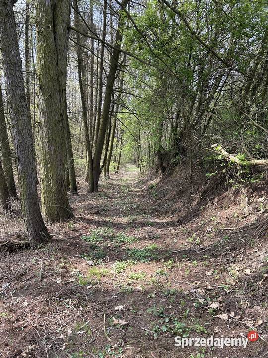 Sprzedam działkę rolną łąka rzeką Kosarzewka Sprzedaż lubelskie Tuszów