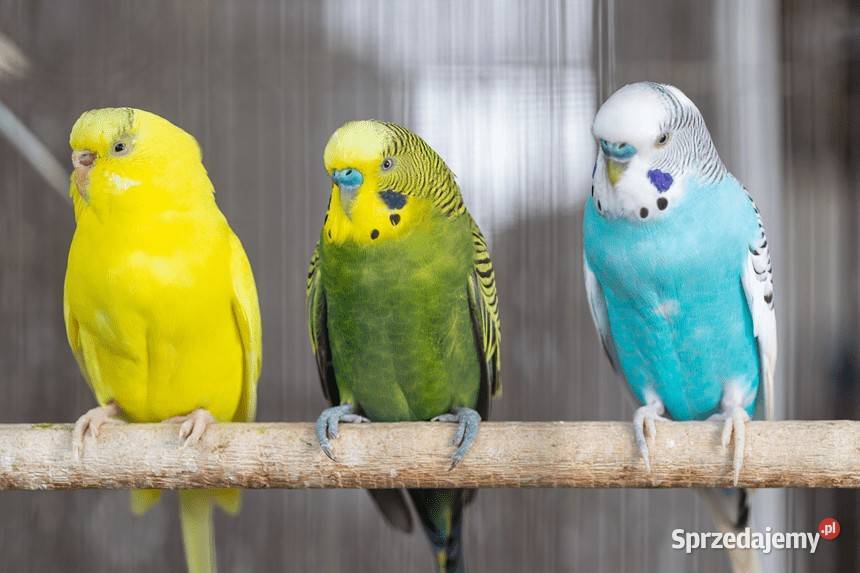 Papugi Faliste młode Aleksandrów Łódzki