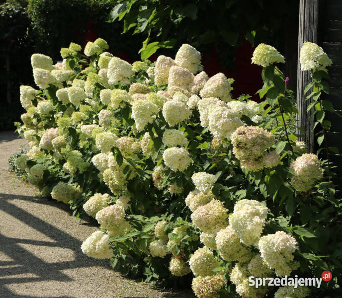 HORTENSJA BUKIETOWA HERCULES sadzonki w Ustronie sprzedam