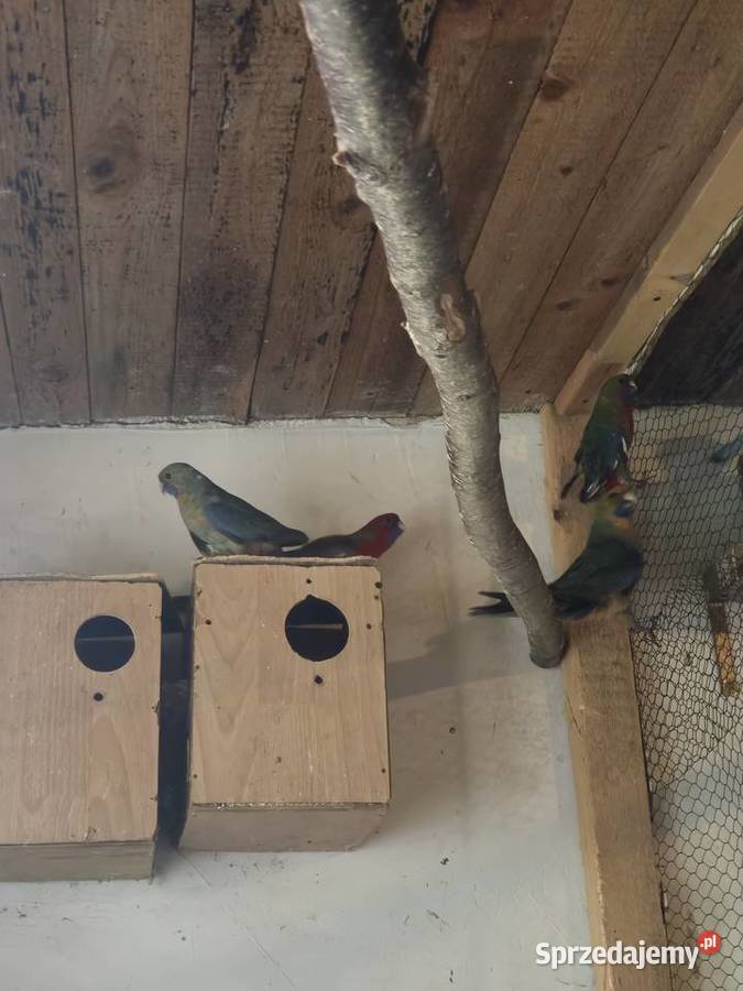 Rozelle królewskie Mądre