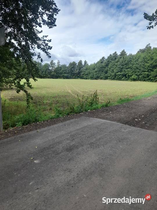 Działka budowlana 57 arów lesie cisza spokój wielkopolskie Drzewce