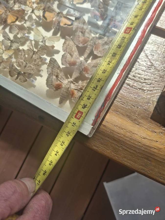 Ramka vintage gablotka z motylami Zastruże