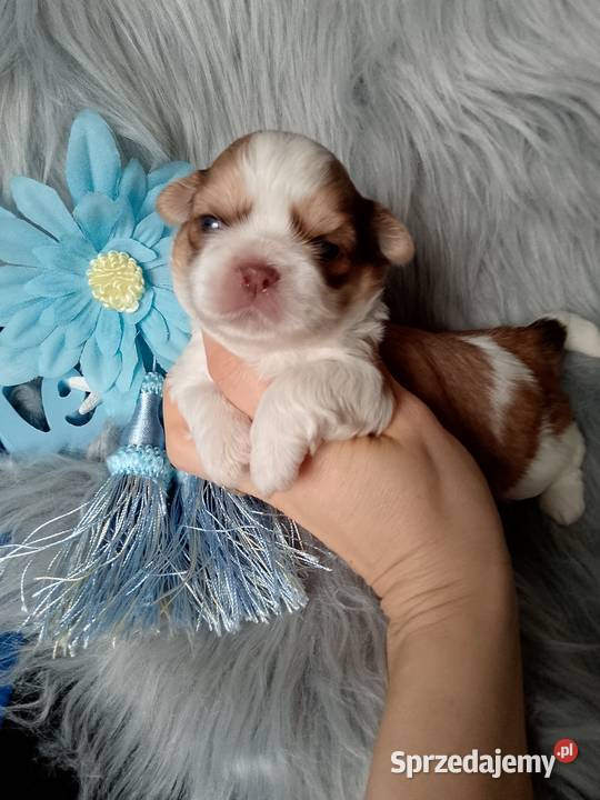 Piękny biało złoty piesek rasy ShihTzu Kluczbork