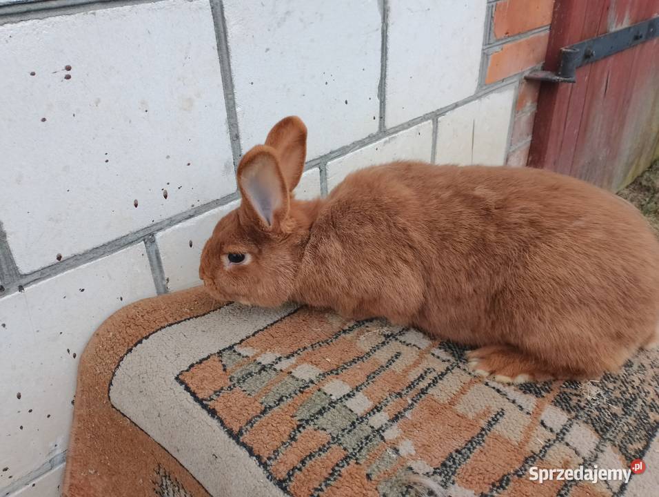Sprzedam króliki Smoryń