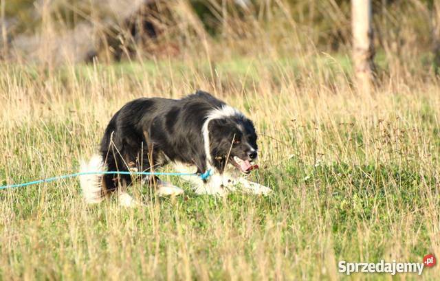 border collie sprzedam szczenięta Jelenia Góra