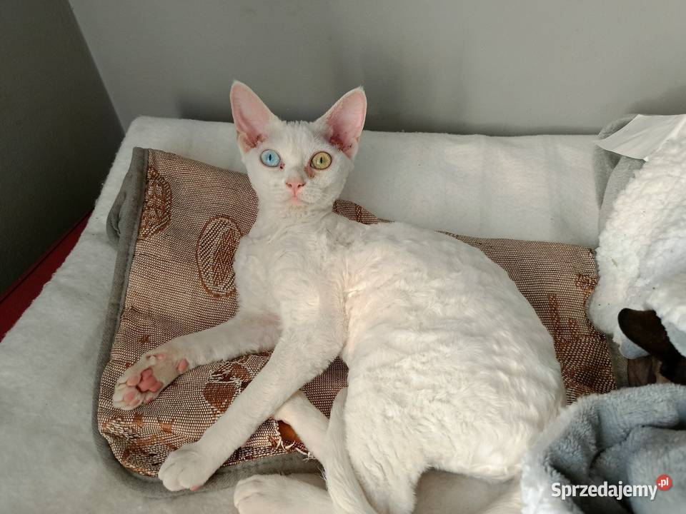 Devon rex kotka różnooka Przysucha