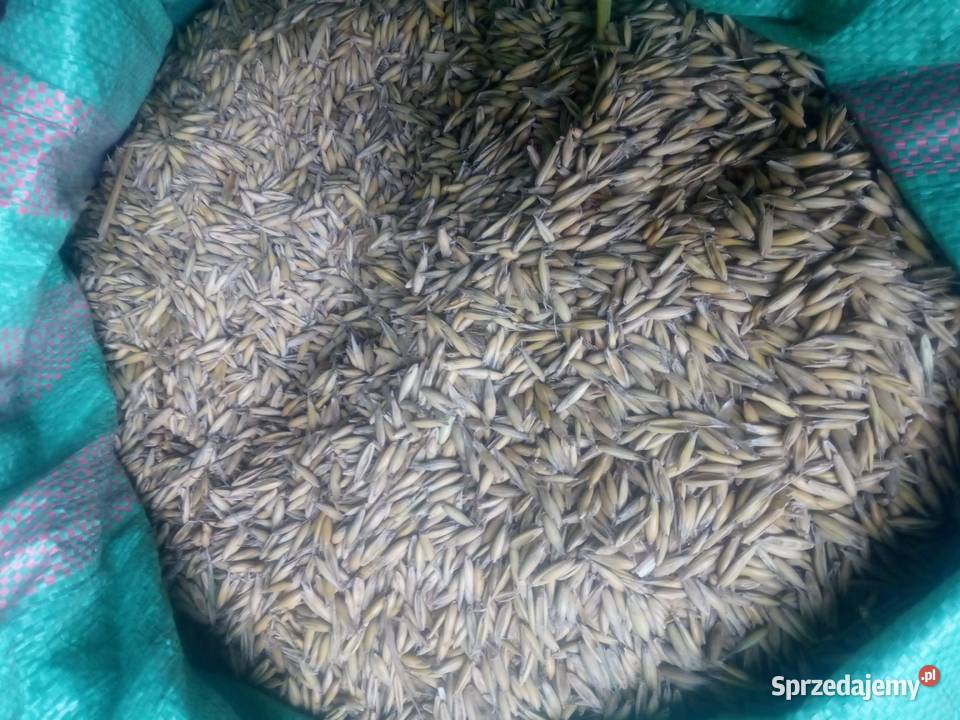 Jęczmień ozimy pszenica transport workowane małopolskie Chocznia