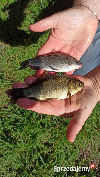 Narybek karpia lina i karasia