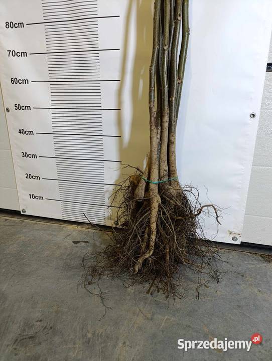 Sadzonki orzecha włoskiego JESIEŃ 2024