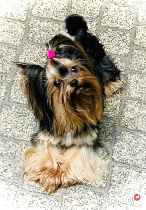 York Romek z Bajki Cudny czarnozłoty Wrocław