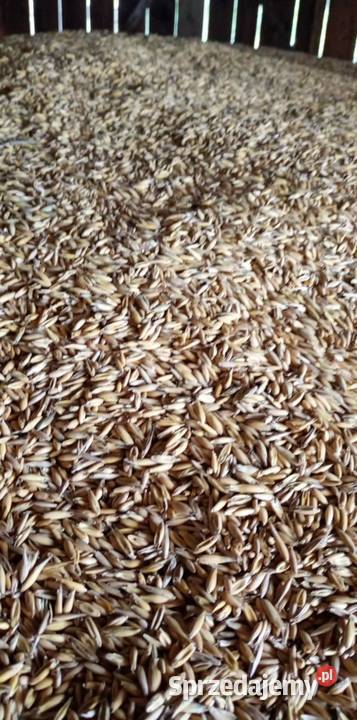 Siano Słoma Pszenica Owies podkarpackie Niebocko