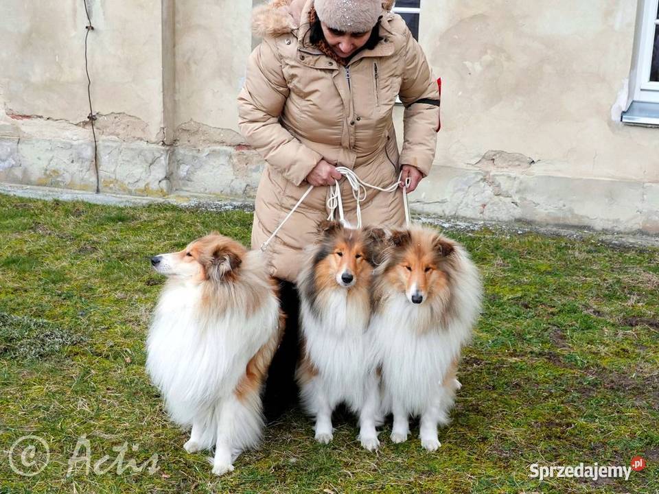 LASSIE COLLIE Owczarki Szkockie szczeniaki Champ Janów