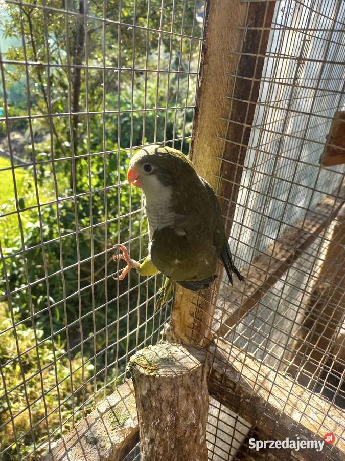 Mnicha nizinna Pilawa