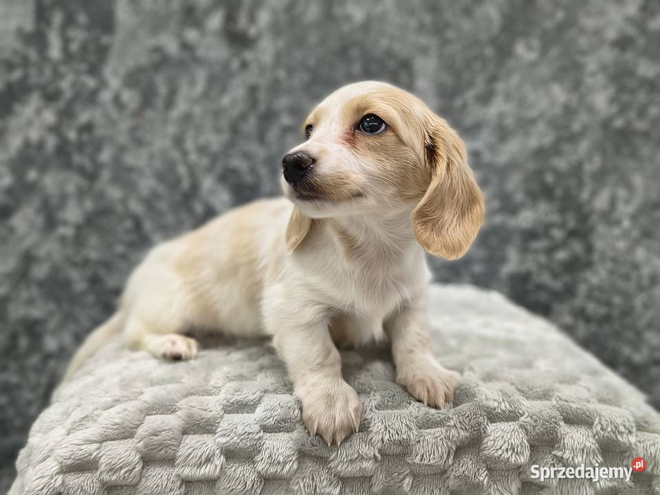 Jamnik długowłosy miniaturowy Dackel dachshund Żychlin sprzedam