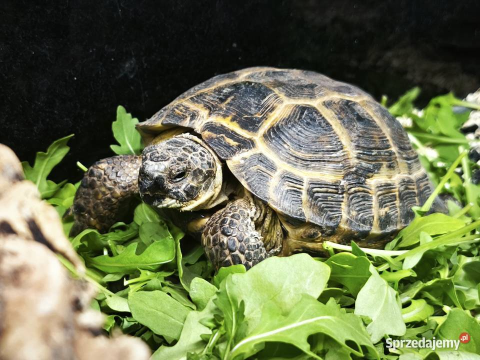 Żółw stepowy Testudo horsfieldii zdrowy z Wałbrzych sprzedam