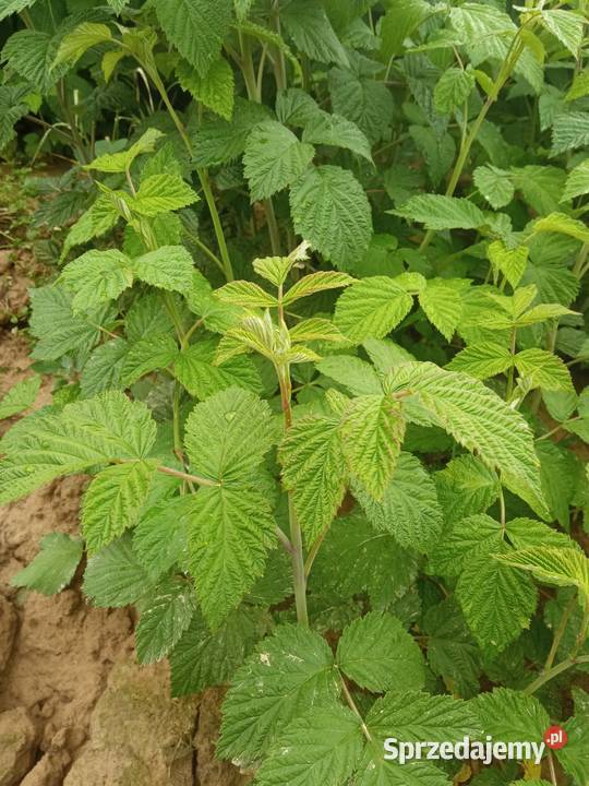 Sprzedam sadzonki malin Kiełczyna