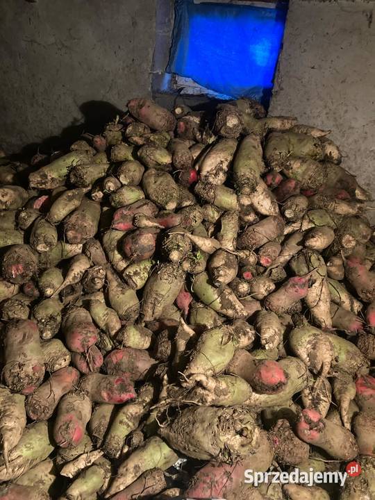 Buraki pastewne czerwone