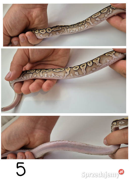 Pyton królewski Mojave Pastel YB 100 het Piebald
