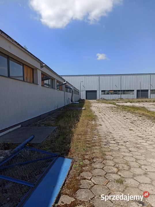Syndyk wynajmie miejsce w hali wysokiego kujawsko-pomorskie Chełmża sprzedam