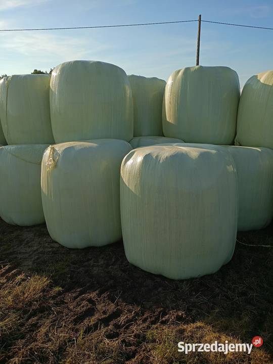 Baloty sianokiszonki 125125 pokos 2025 Sierakowice