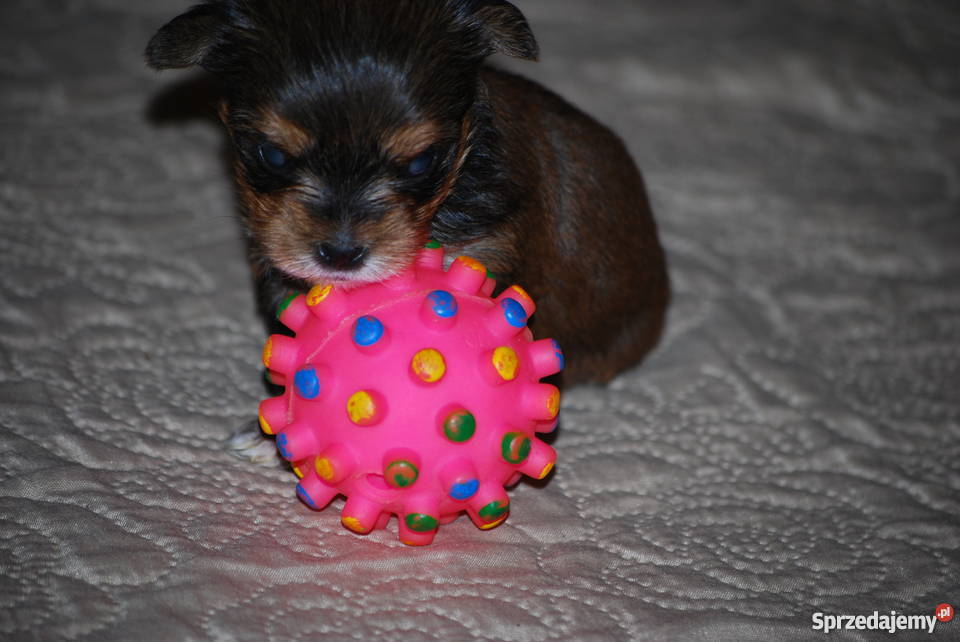 York Miniaturka Łódź sprzedam