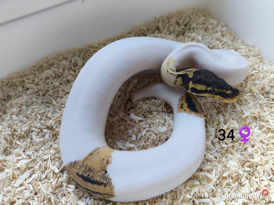 Pyton Królewski Regius Samica