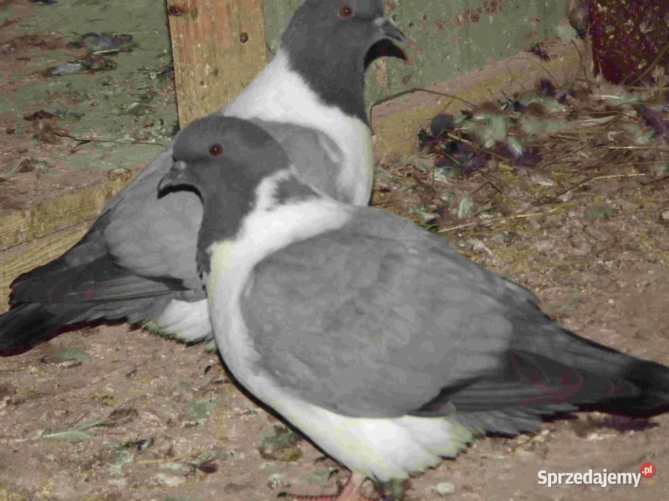 sprzedam gołebie Podborze sprzedam
