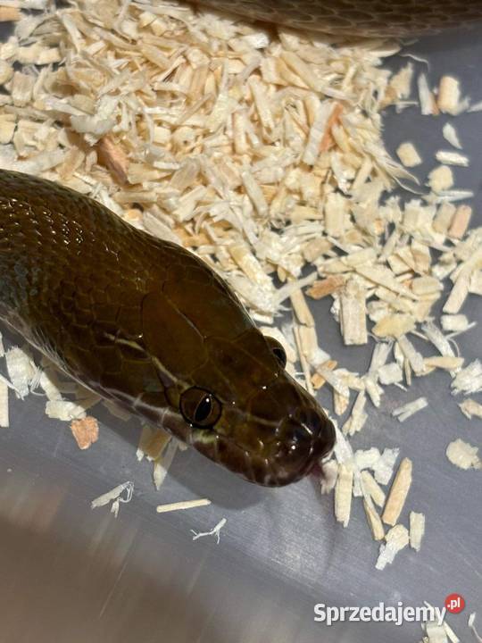 Wąż mahoniowy Samica Warszawa sprzedam
