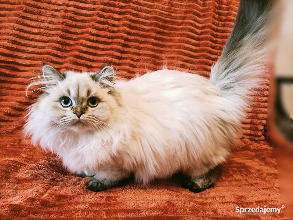 Kot brytyjski kocurek długowłosy point Brytyjski mazowieckie