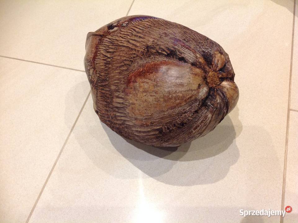 Dekoracja Orzech Kokosowy Brązowy brązowy Pozostałe