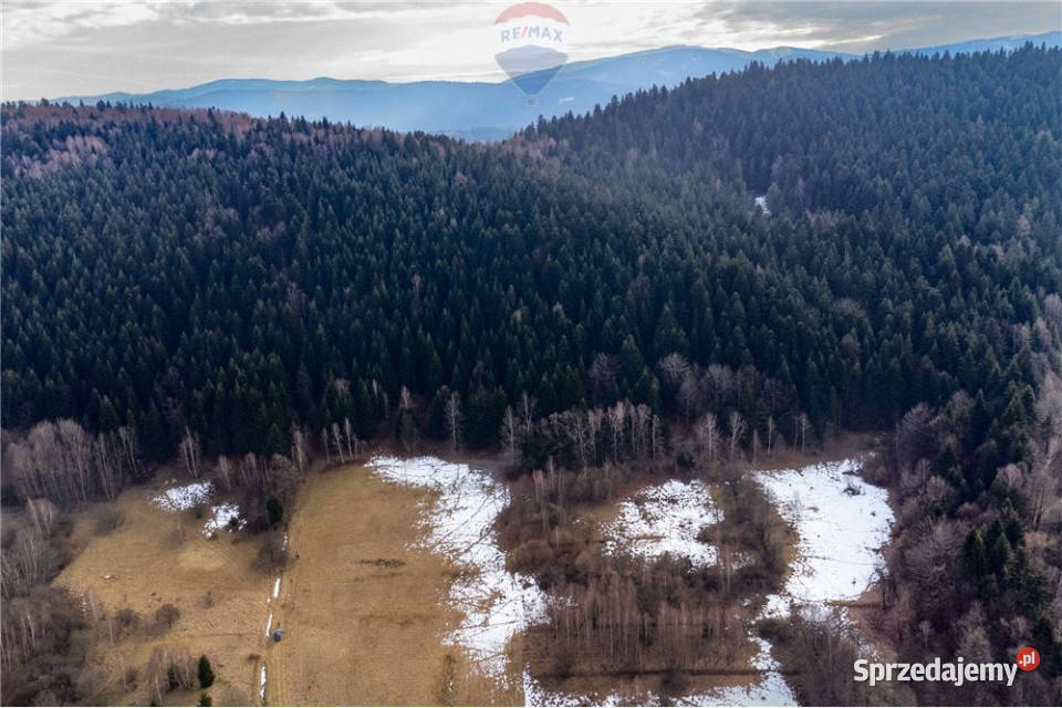 Duża działka 30 arów z 2 HA prywatnego lasu budowlana Las
