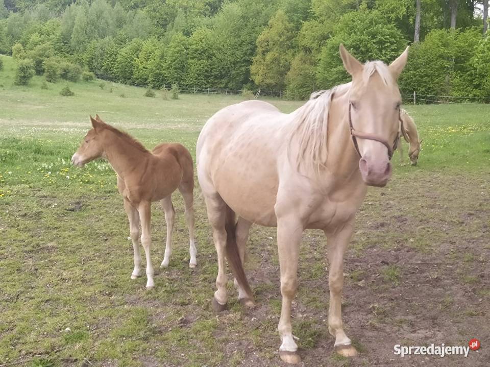 AQH quarter klacz złoty szampan Czerniewo