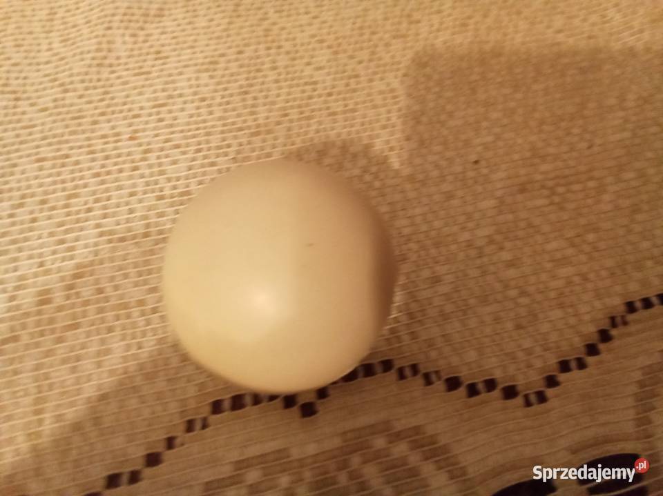 Piłka internet explorer Pozostałe