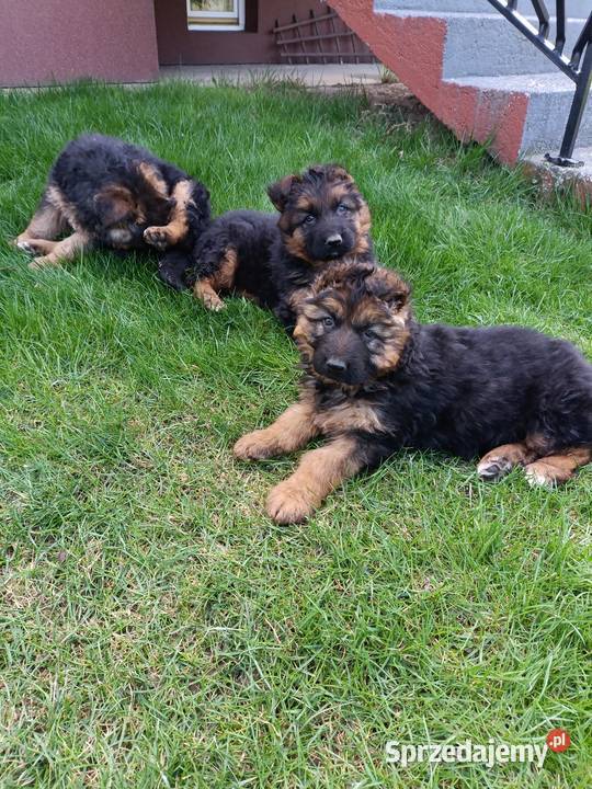 Sprzedam owczarka niemieckiego świętokrzyskie Ożarów