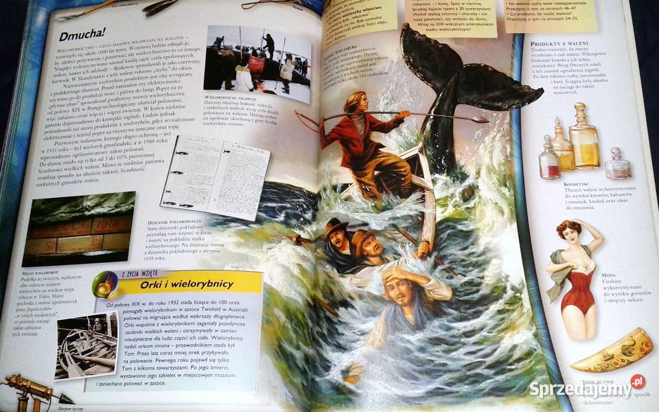 Walenie wieloryby delfiny i morświny L Beckelman Chełm sprzedam