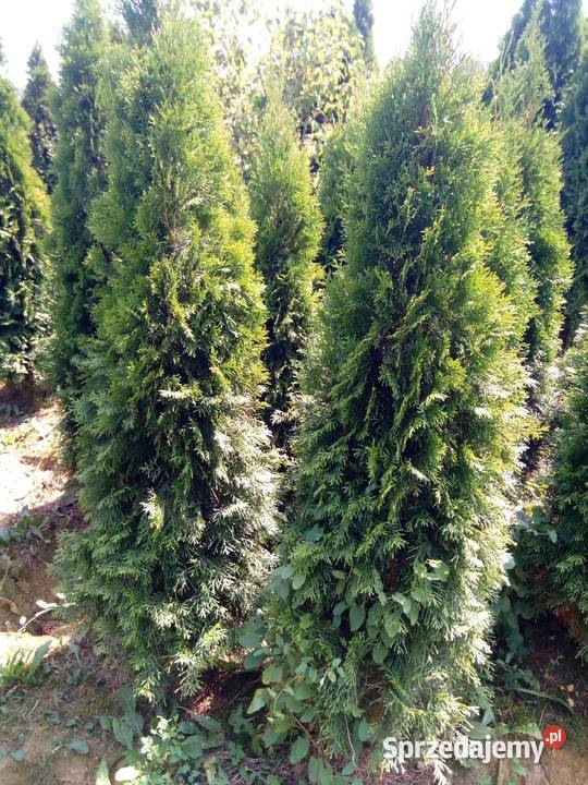 Tuja szmaragd tuje thuja smaragd szmaragdowa Iglaste Krosno sprzedam