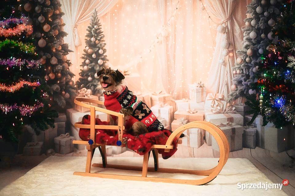 Świąteczne sesje zdjęciowe Fotograf Poznań