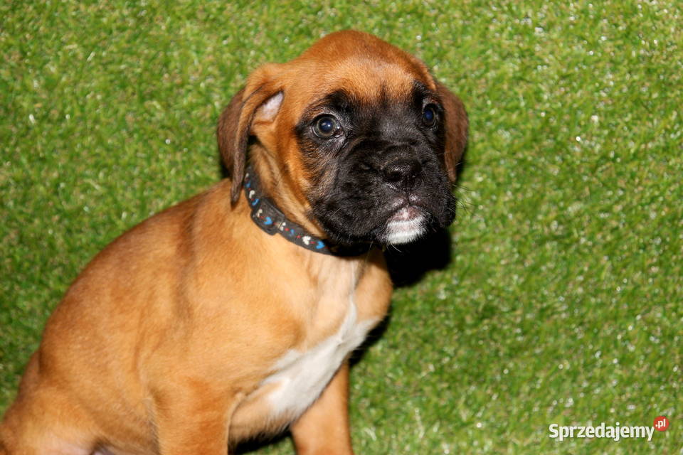 Szczeniak DRAGO Bokser z hodowli Family Bokser Bokser Łęczna